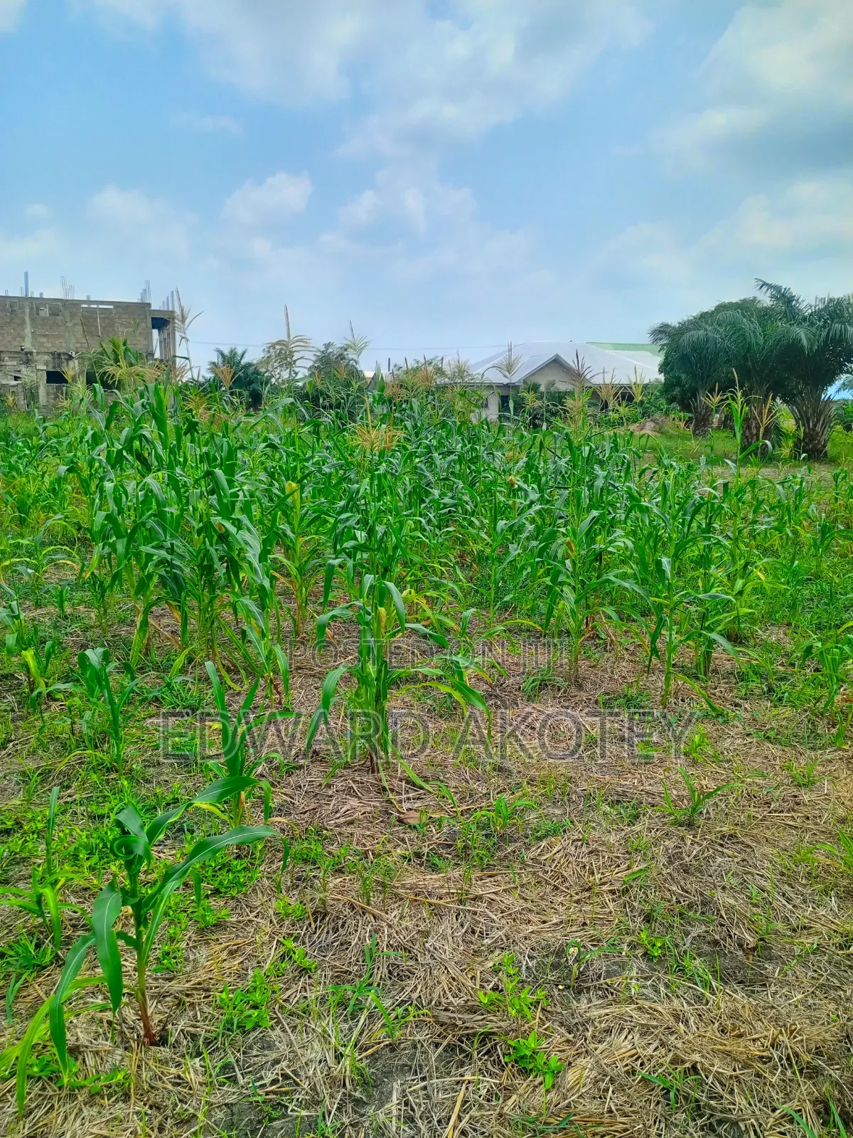 Over Ten(10) Building Plots for Sale at Green Valley