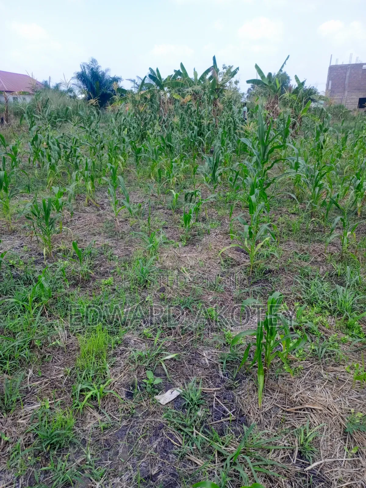 Over Ten(10) Building Plots for Sale at Green Valley