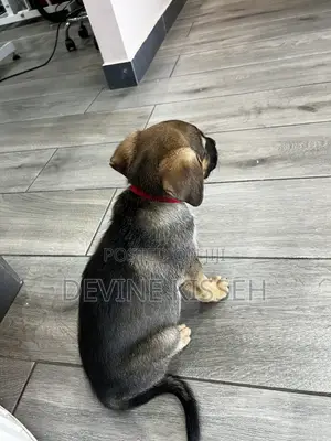 1-3 months Female Purebred German Shepherd