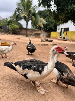 Muscovy Ducks for Sale (Meat) — Healthy & Well-Fed