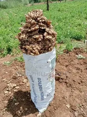 Ginger for Sale