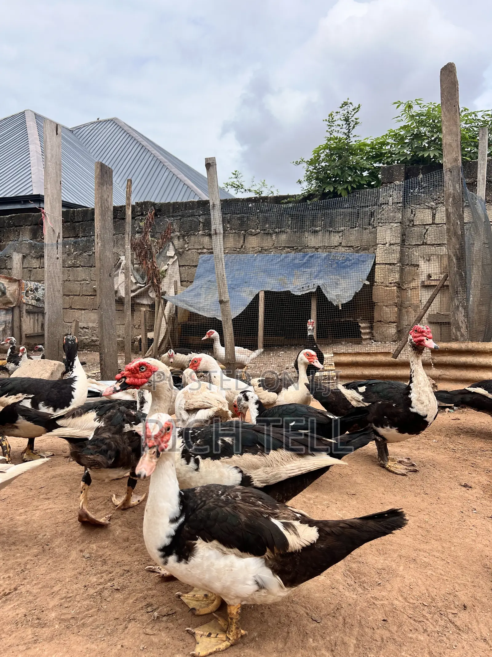 Muscovy Ducks for Sale (Meat) — Healthy & Well-Fed