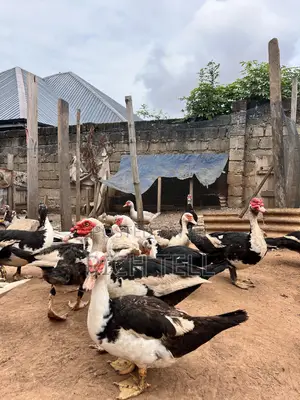 Muscovy Ducks for Sale (Meat) — Healthy & Well-Fed
