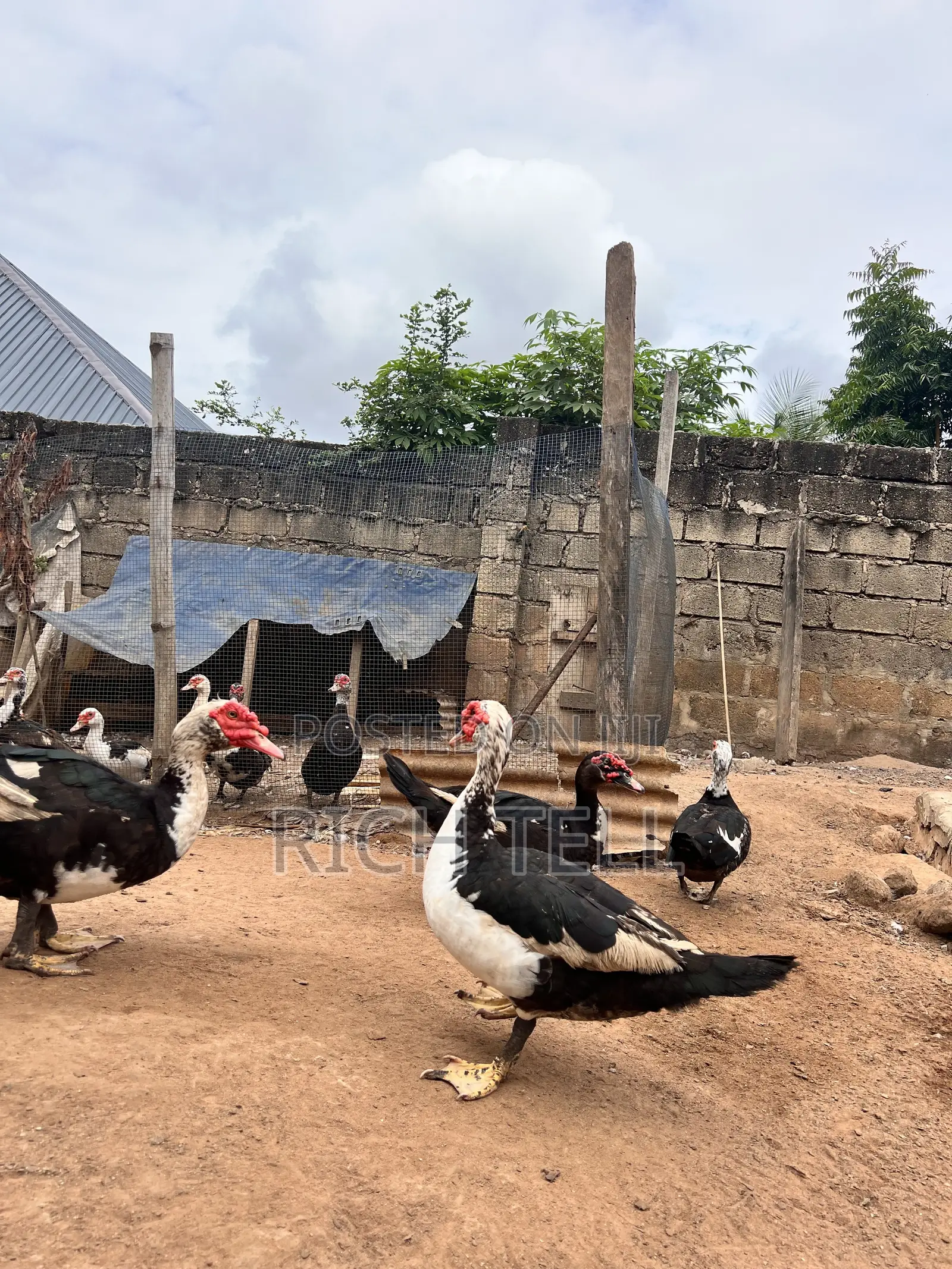 Muscovy Ducks for Sale (Meat) — Healthy & Well-Fed