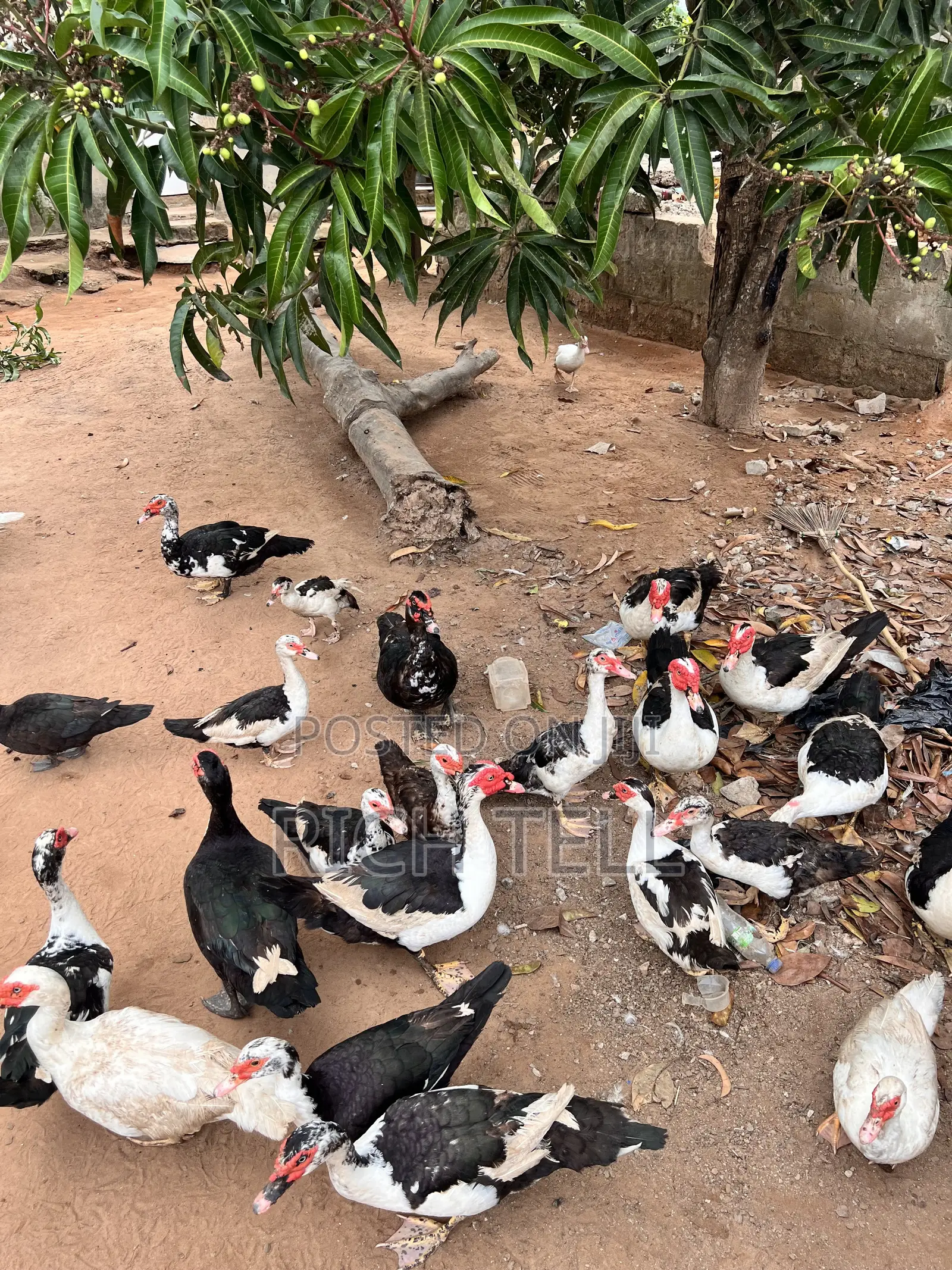 Muscovy Ducks for Sale (Meat) — Healthy & Well-Fed