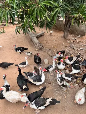 Muscovy Ducks for Sale (Meat) — Healthy & Well-Fed