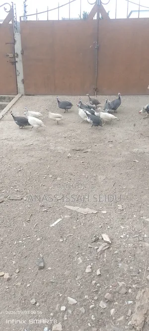 Guinea Fowls for Sale