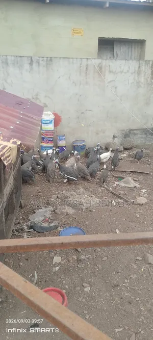 Guinea Fowls for Sale