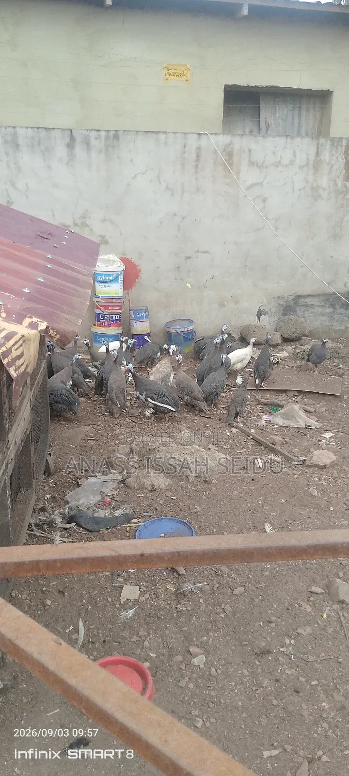 Guinea Fowls for Sale