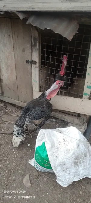 Male Turkey for Sale