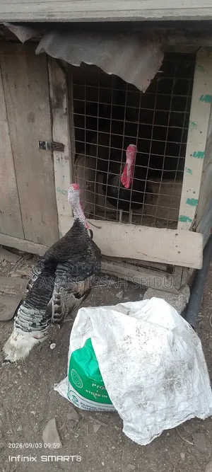 Male Turkey for Sale