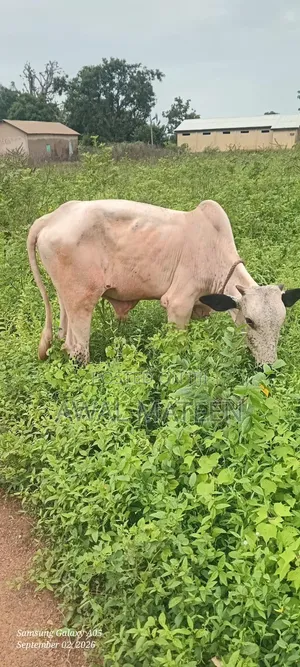 I Have Both Young and Old Cows for Affordable Price