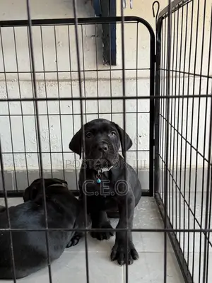 1-3 months Male Purebred Cane Corso