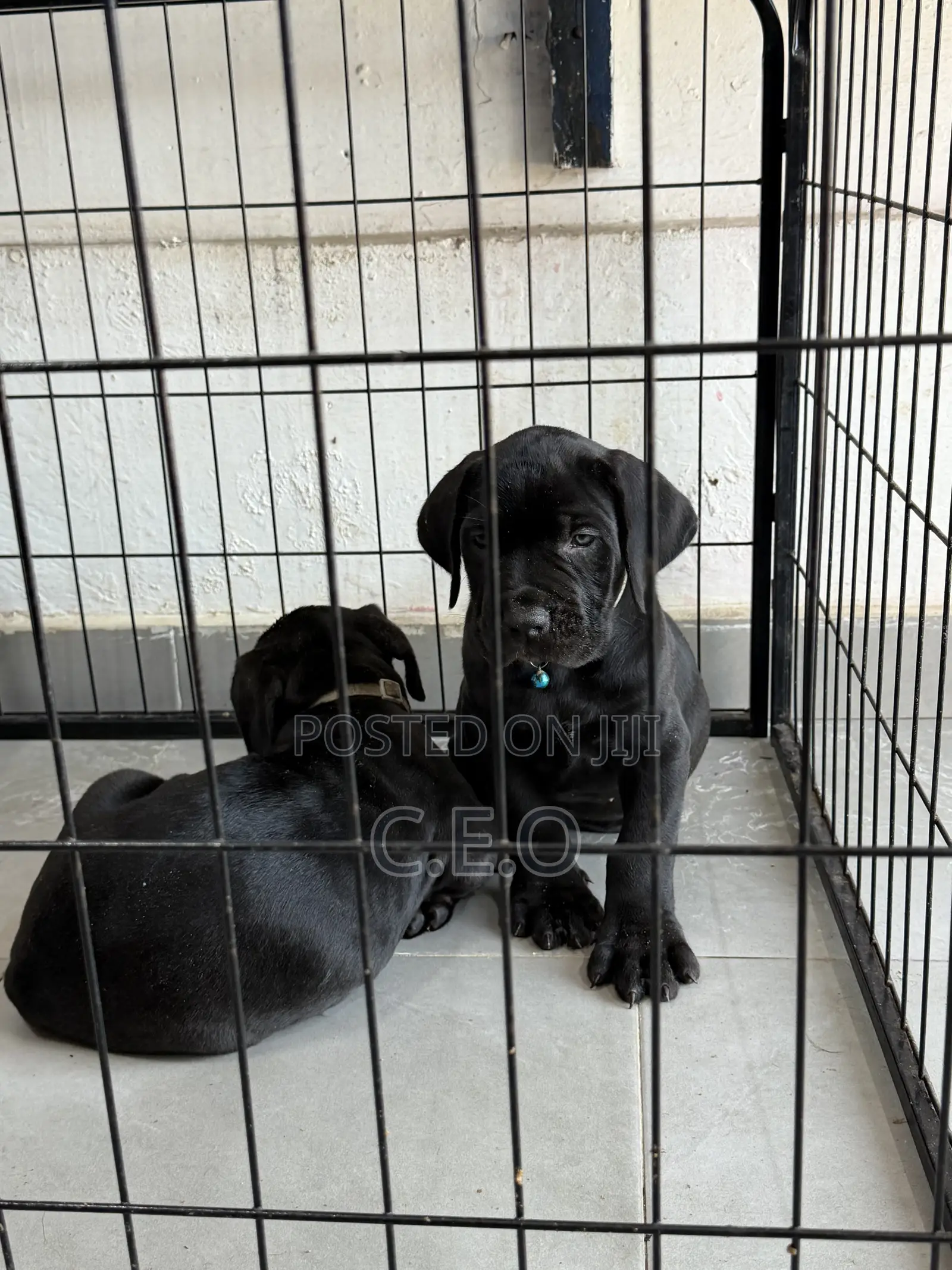 1-3 months Male Purebred Cane Corso