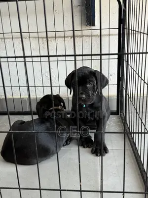 1-3 months Male Purebred Cane Corso