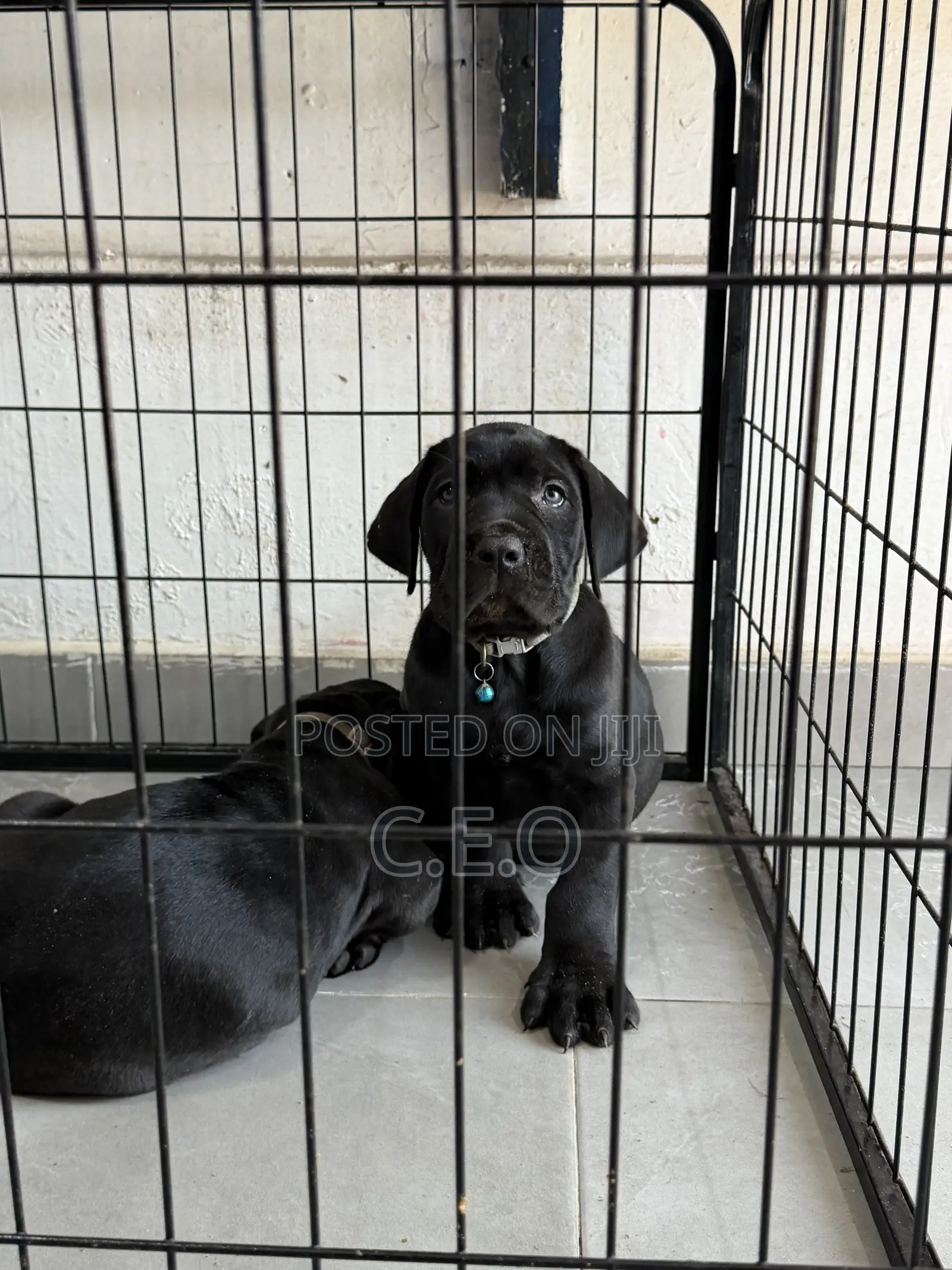 1-3 months Male Purebred Cane Corso