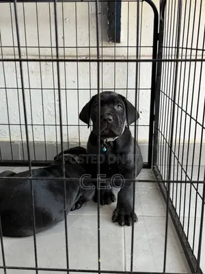 1-3 months Male Purebred Cane Corso