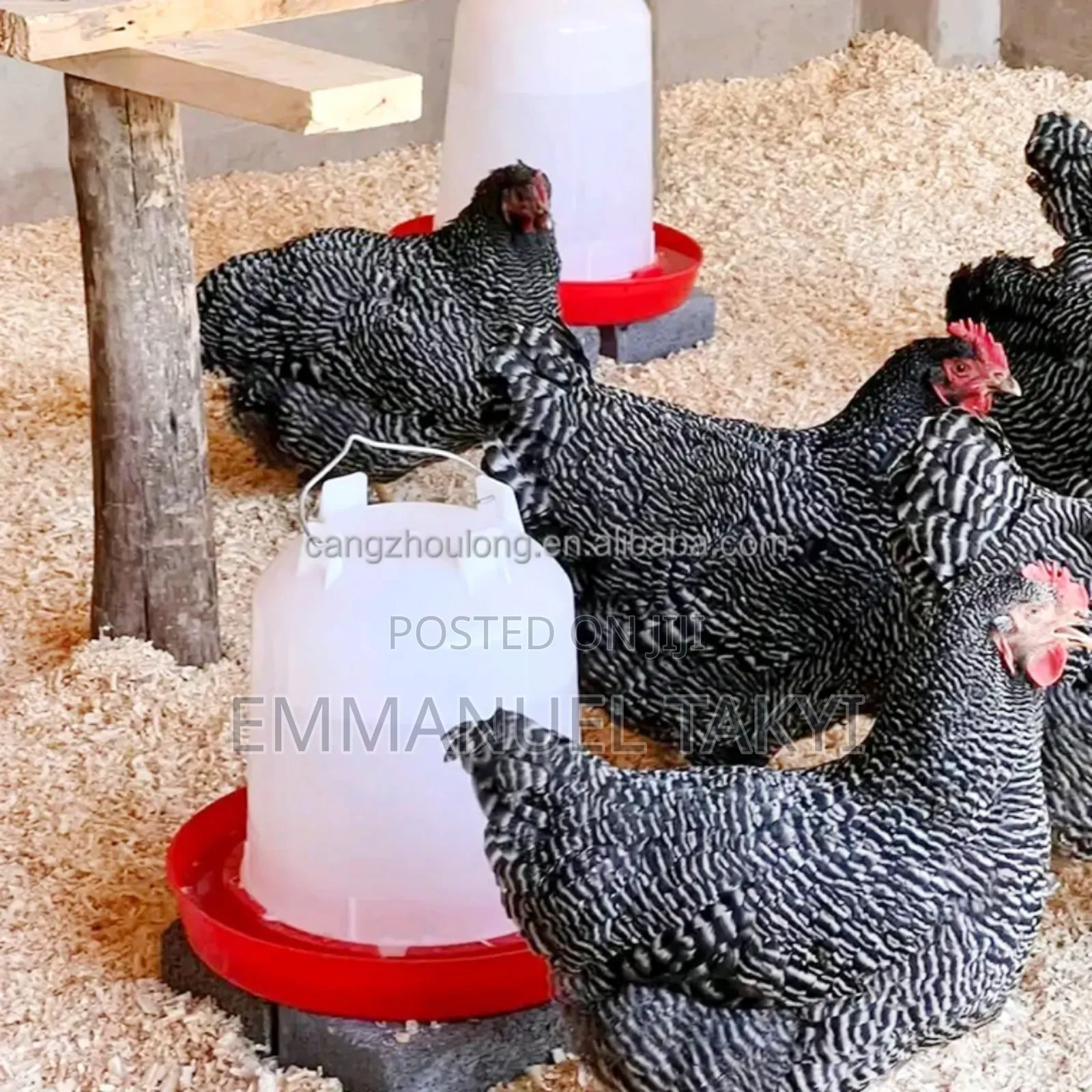 Chicken Drinker