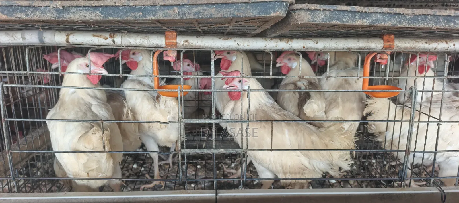 🐔🔥 Healthy Layers for Sale — White & Brown Available!