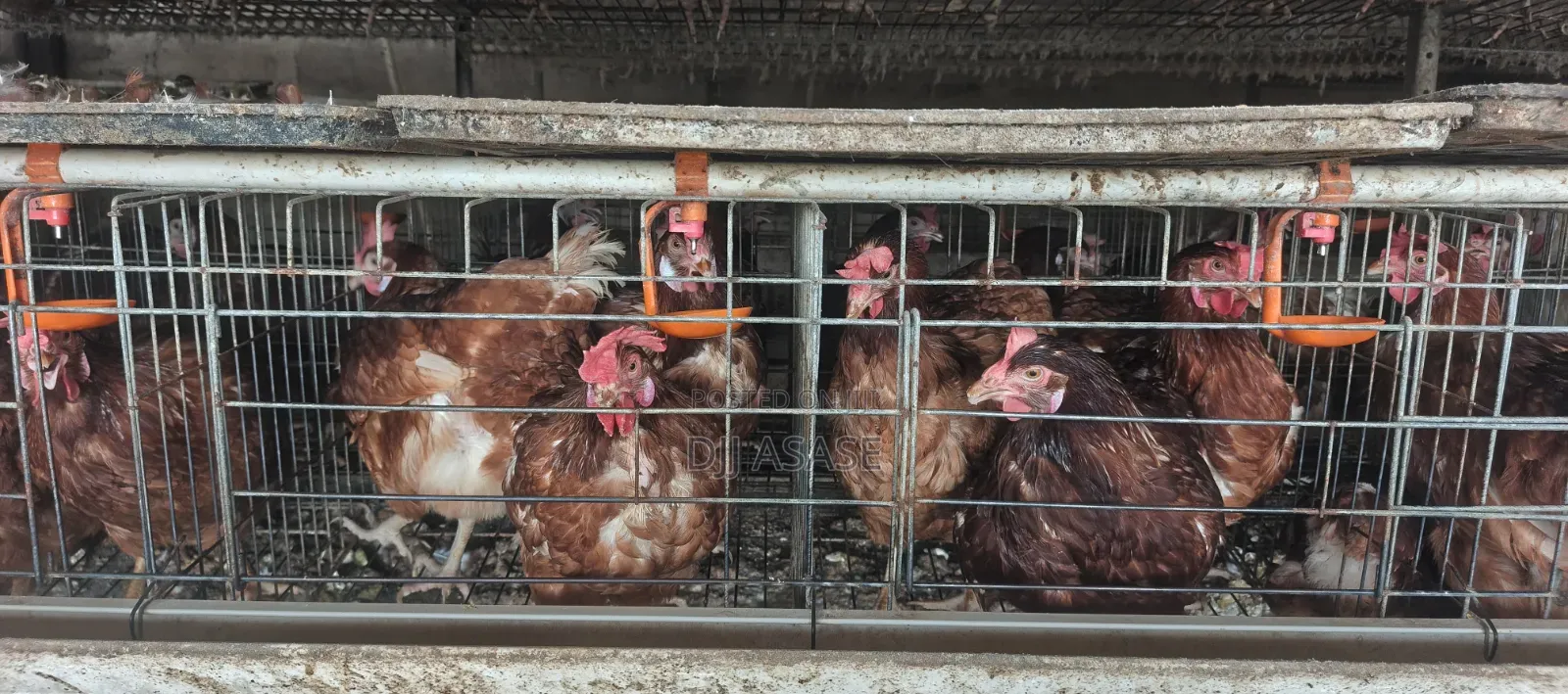 🐔🔥 Healthy Layers for Sale — White & Brown Available!