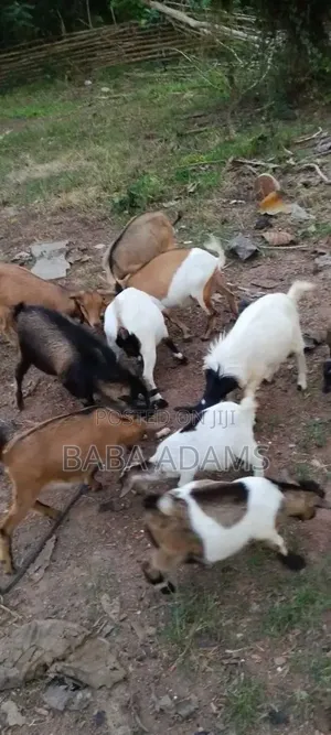 Healthy Animal Seller
