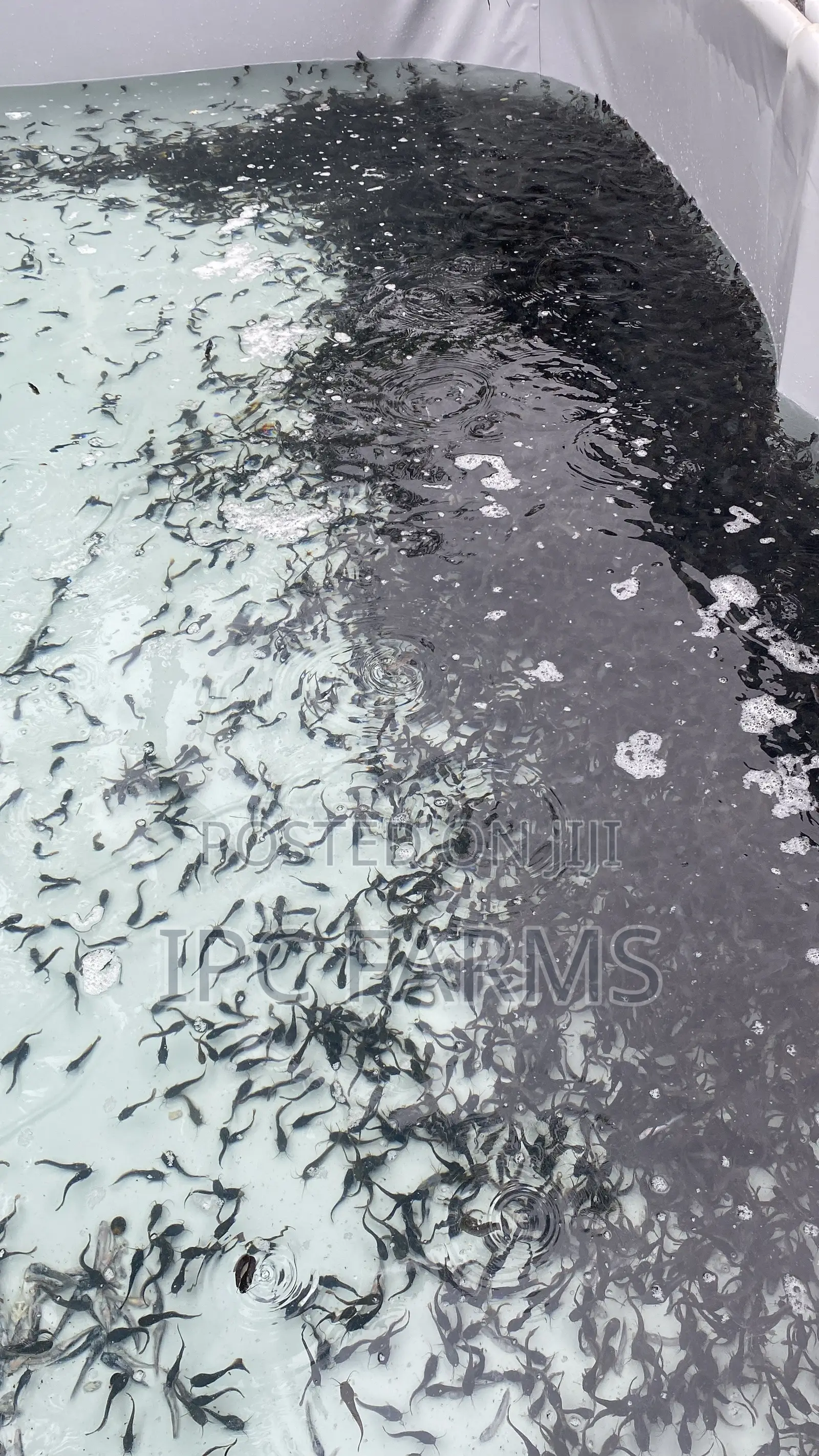 Catfish Juveniles Available