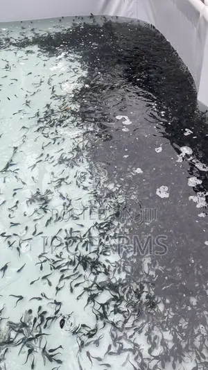 Catfish Juveniles Available