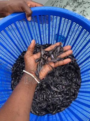 Catfish Juveniles Available