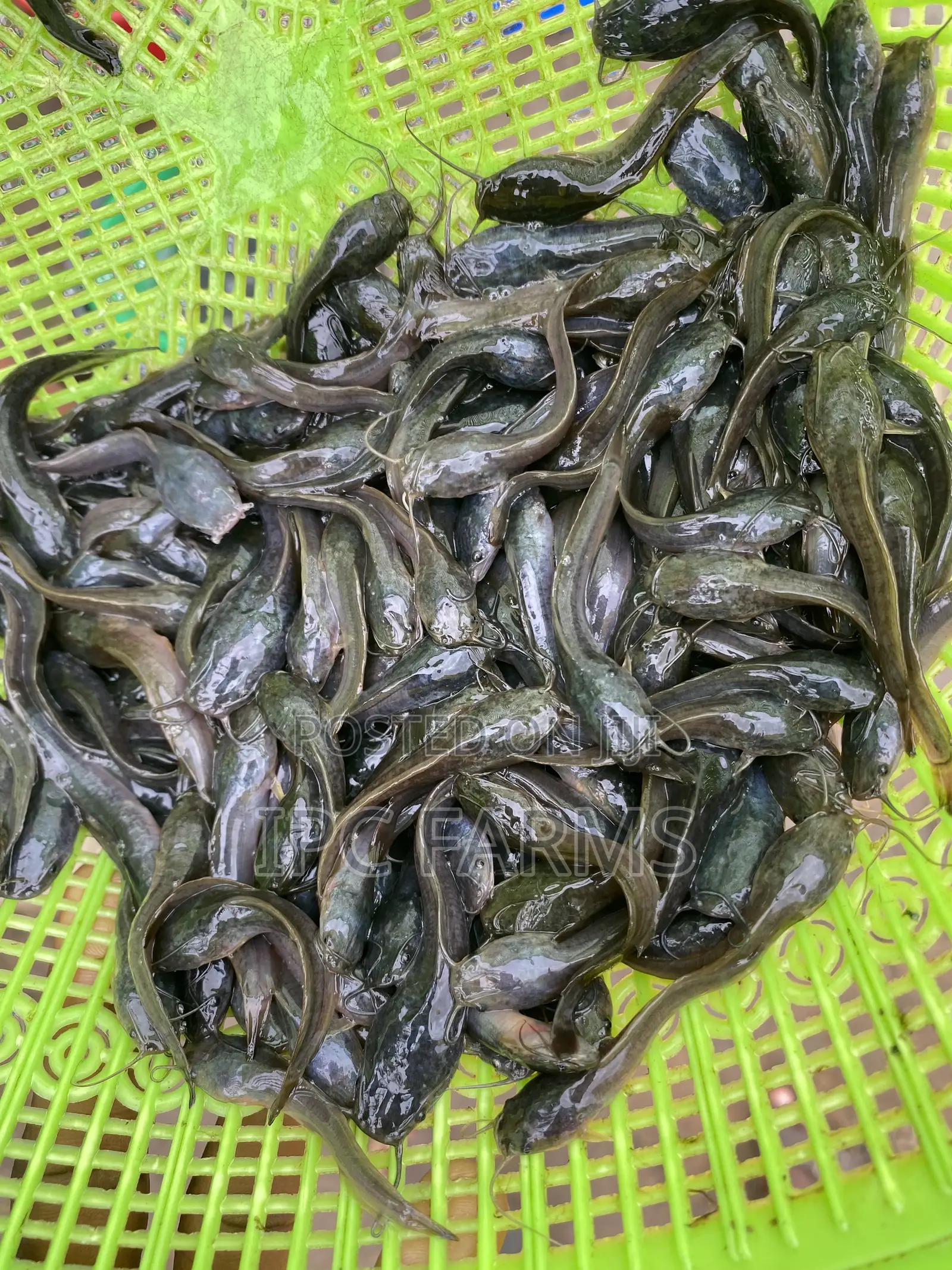 Catfish Juveniles Available