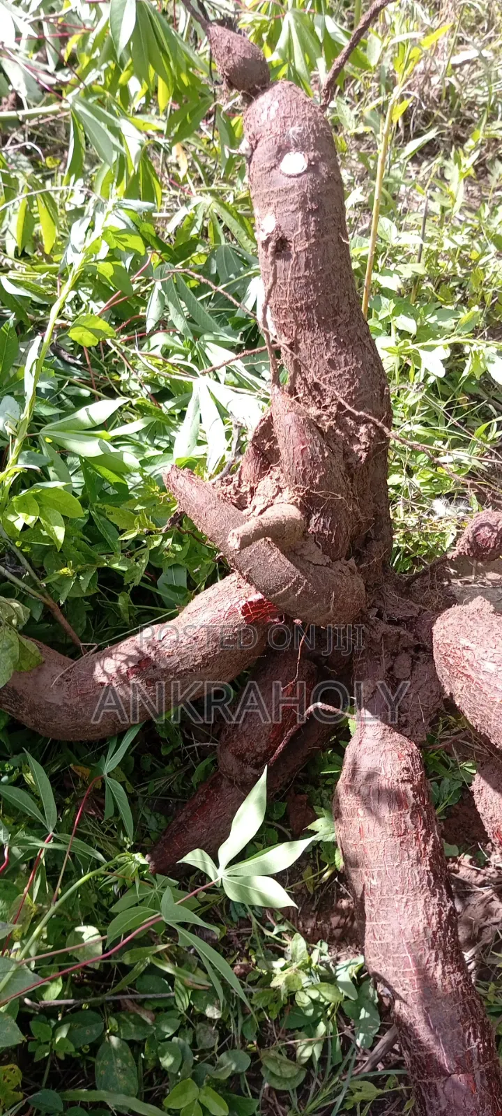 Tasty Gari for Sale