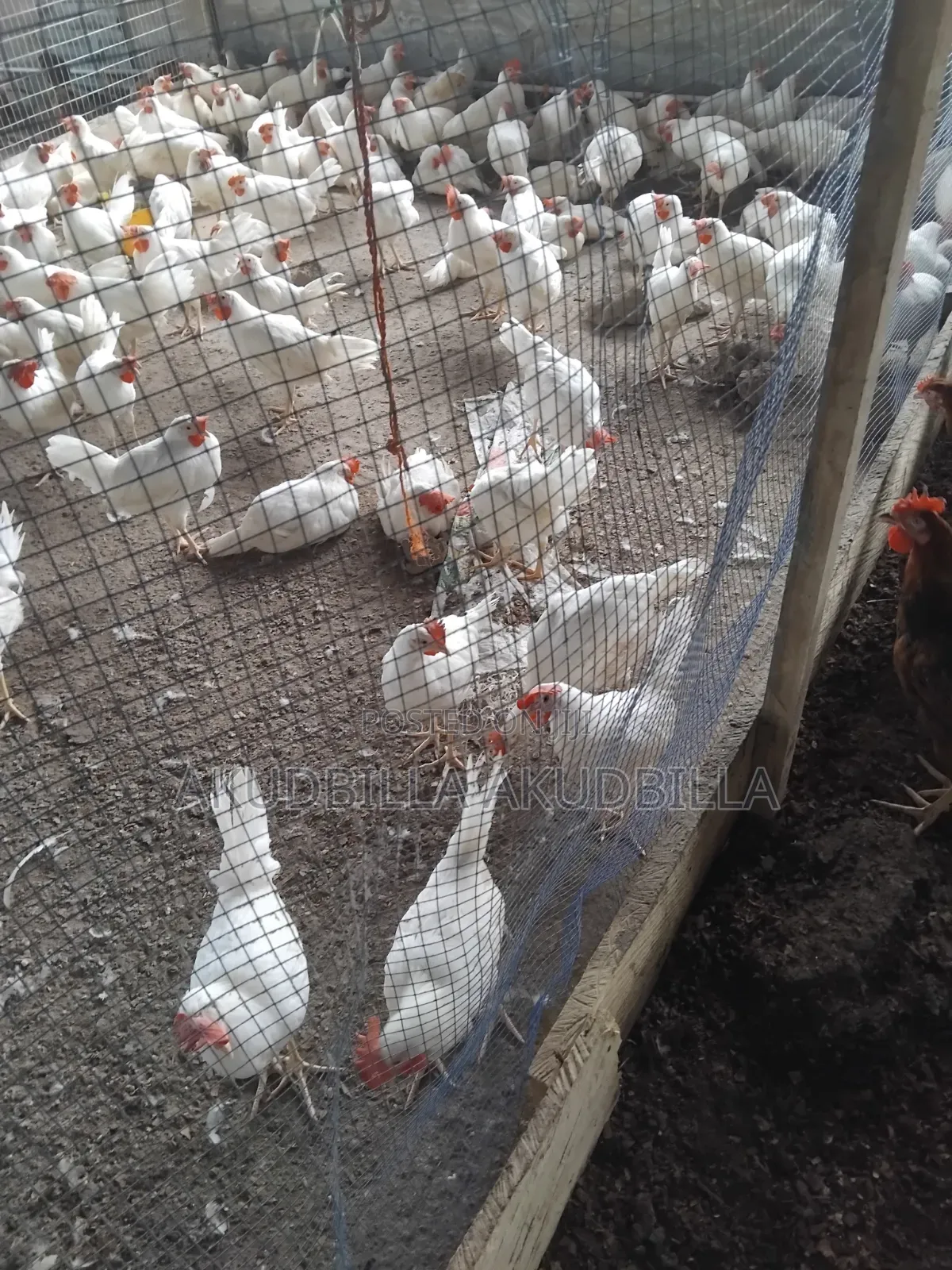 14 Weeks Pullets for Sale