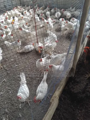 14 Weeks Pullets for Sale