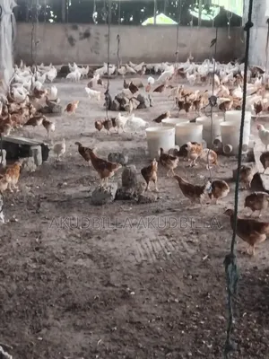 14 Weeks Pullets for Sale