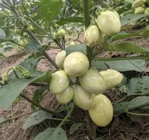 Garden Eggs/ Aubergines