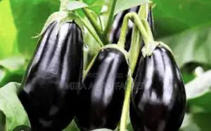 Garden Eggs/ Aubergines