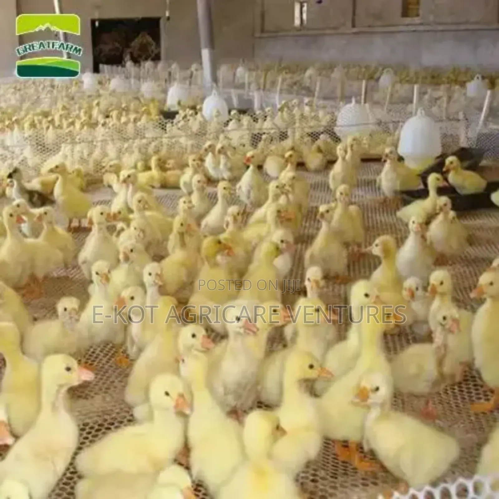 Plastic Mesh for Poultry/ Fence