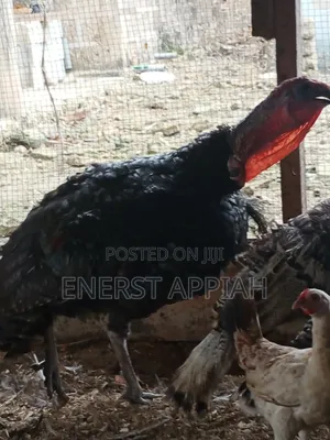 Efie Ne Fia Farms