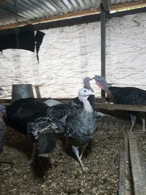 Efie Ne Fia Farms