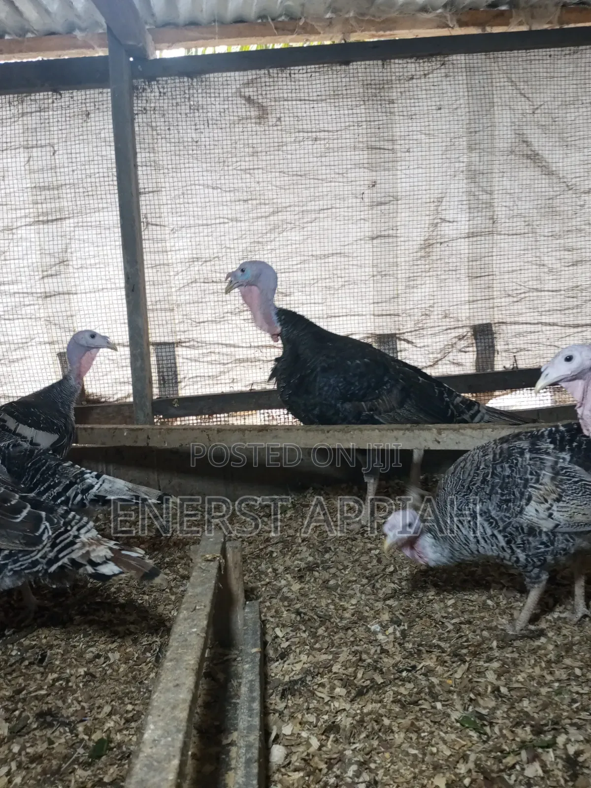 Efie Ne Fia Farms