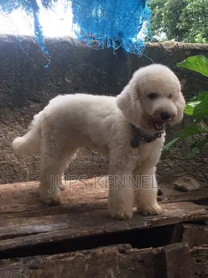 Miniature Poodle Available for Crossing/Mating Services