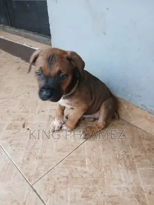 1-3 months Male Mixed Breed Rottweiler