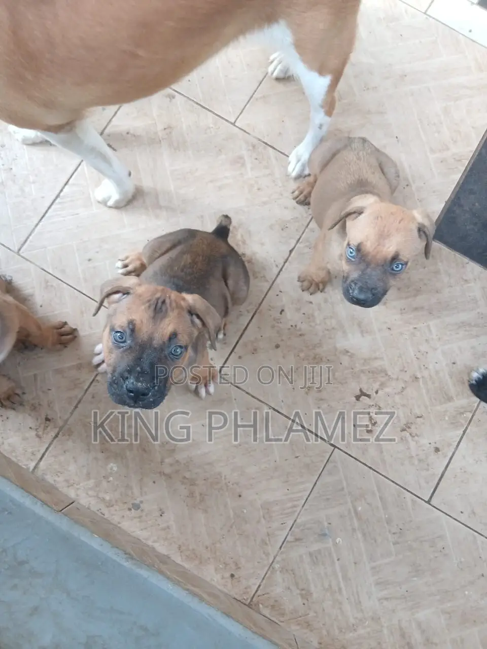 1-3 months Male Mixed Breed Rottweiler