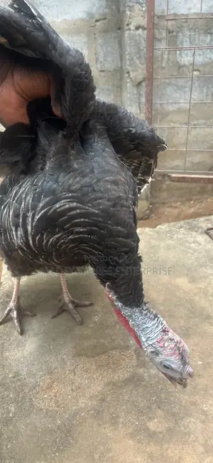 Female Turkey