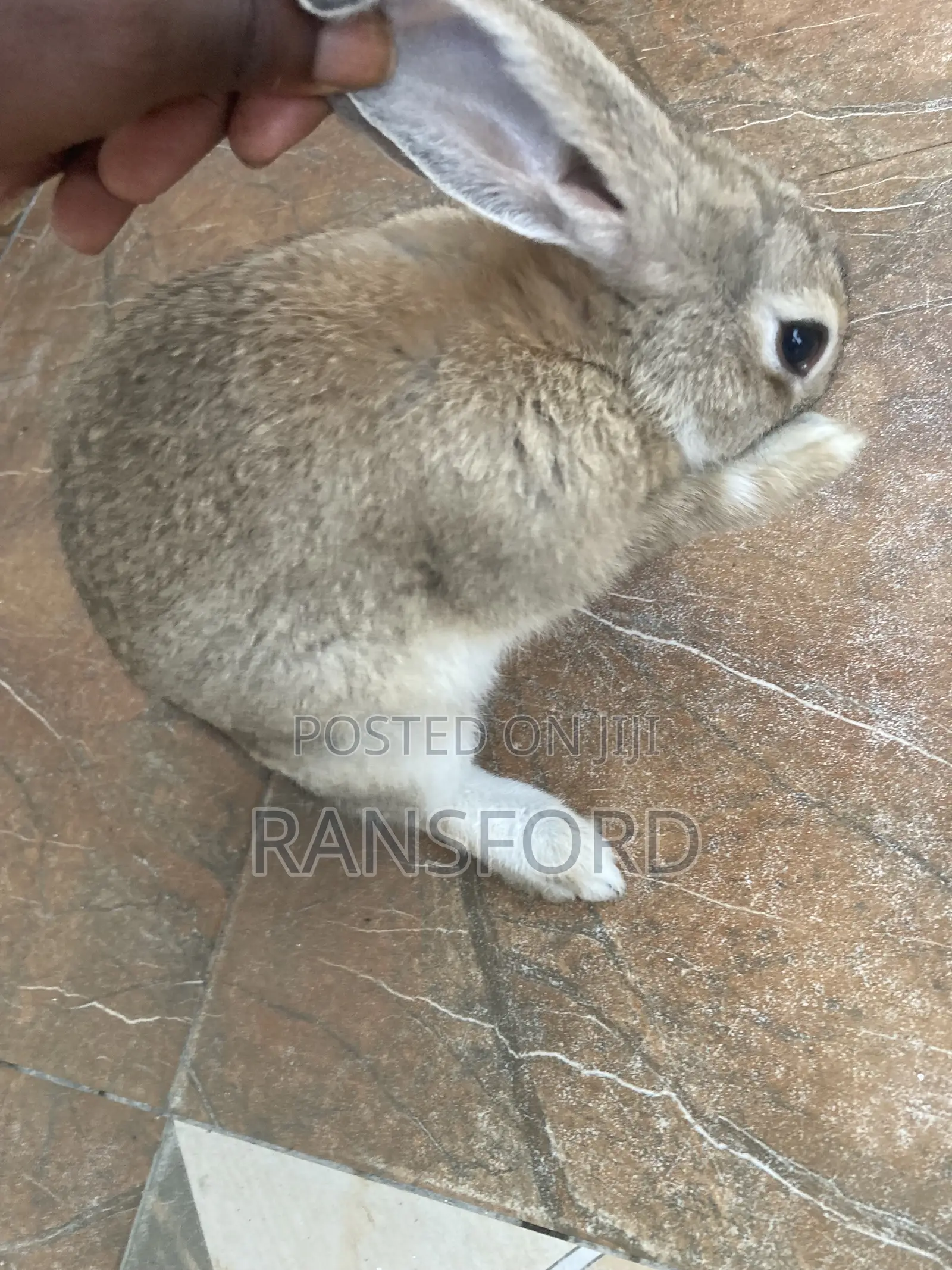 Rabbit Dutch