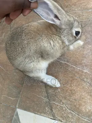 Rabbit Dutch