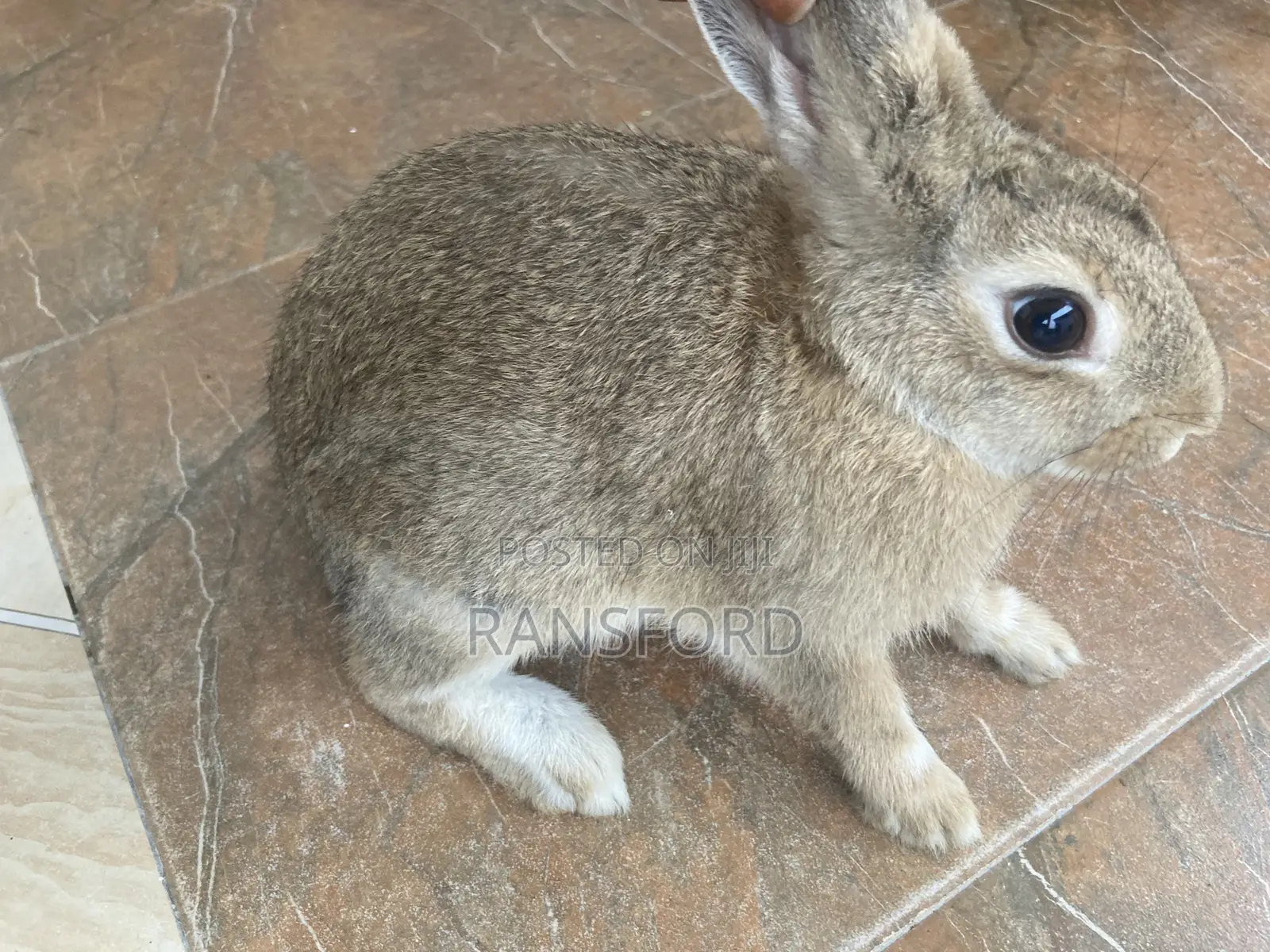 Rabbit Dutch