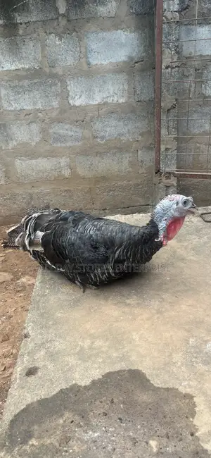 Female Turkey