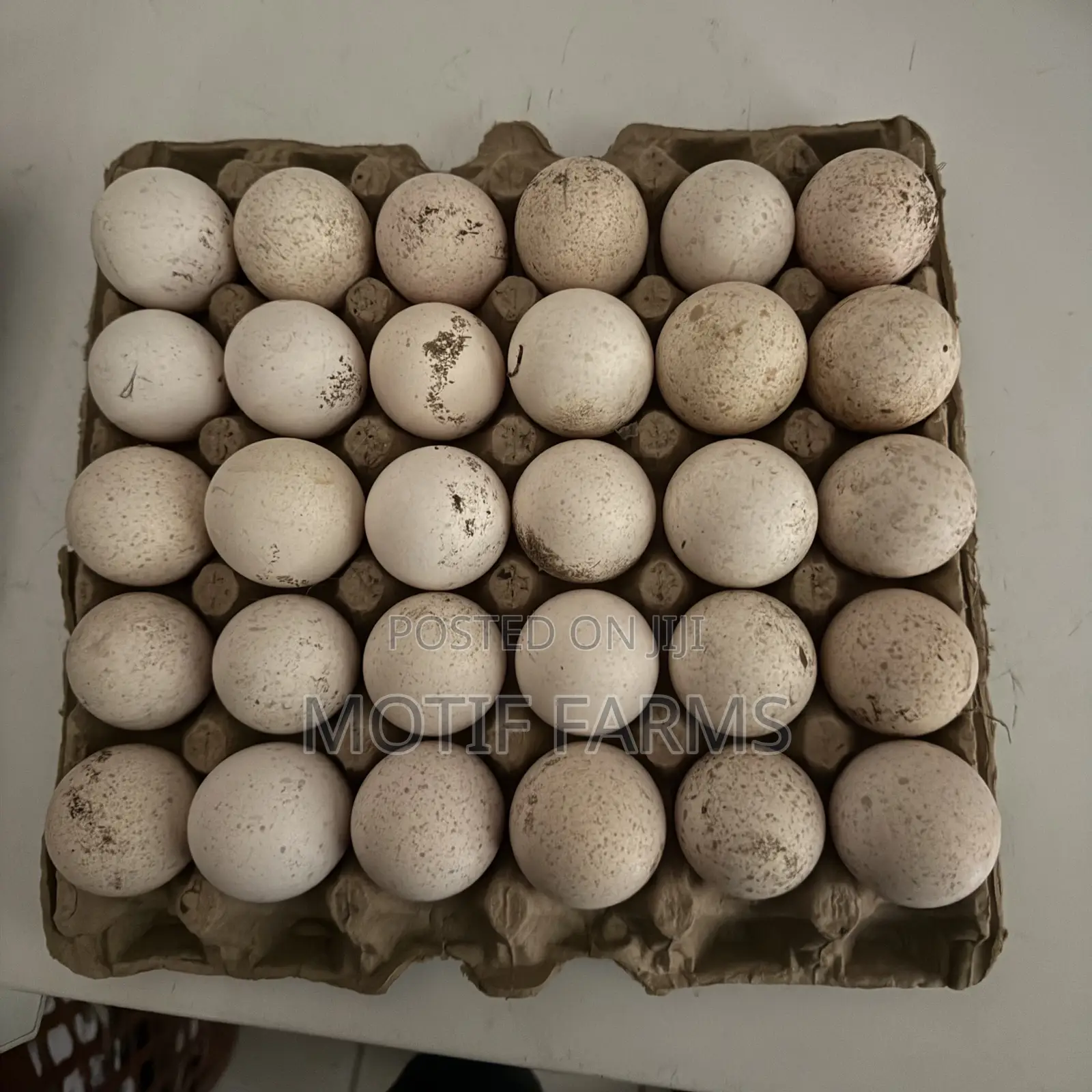 Fertile Turkey Eggs Crate