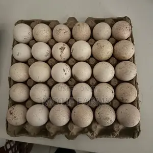 Fertile Turkey Eggs Crate