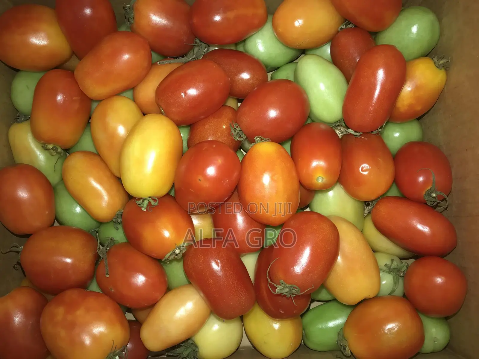 Fresh Tomatoes